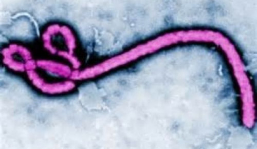 Virus Ebola có từ 23 triệu năm trước