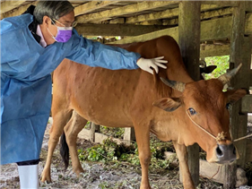 Bệnh viêm da nổi cục trên trâu bò là gì, nguy hiểm ra sao?