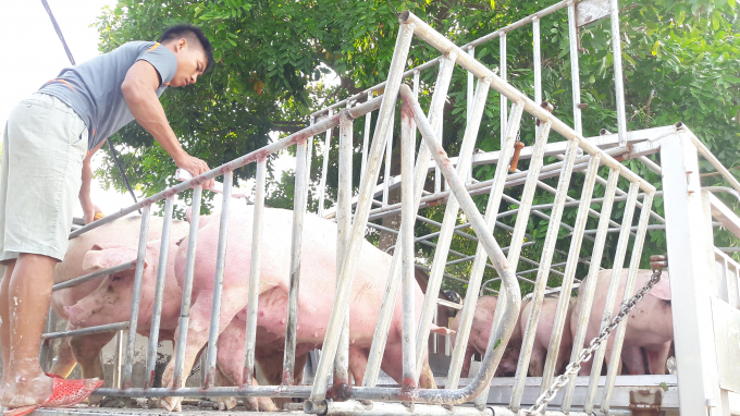 C.P Việt Nam hiện giảm giá lợn xuống bình quân 73.000 - 75.000 đồng/kg.