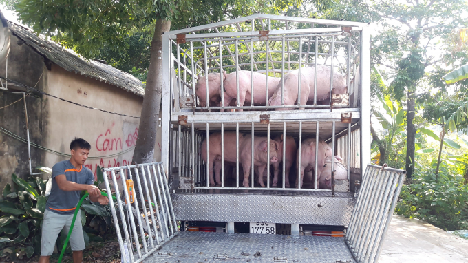 Sau chỉ đạo của Bộ NN-PTNT, Dabaco Việt Nam hiện giảm giá lợn xuống còn bình quân 75.000 đồng.kg.