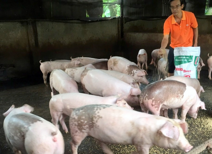 Ông Nguyễn Văn Cư chăm sóc đàn lợn chăn nuôi theo phương pháp an toàn sinh học của gia đình. Ảnh: HTX.