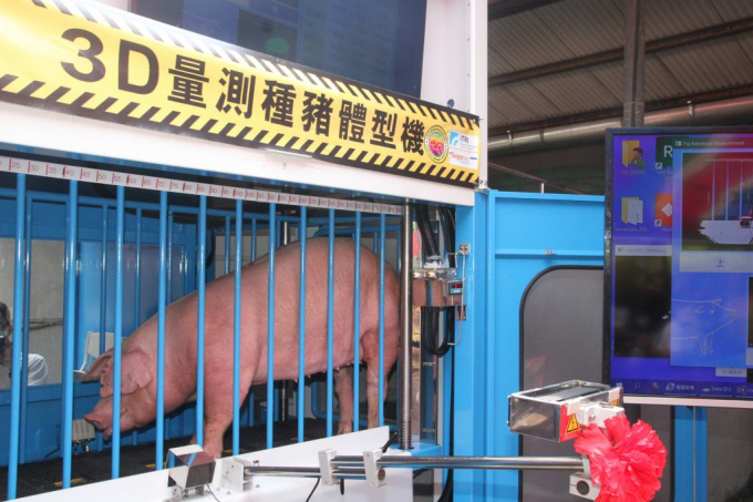 Một con lợn mẫu được đặt trong chiếc cũi có gắn cân đo 3D. Ảnh: TWN