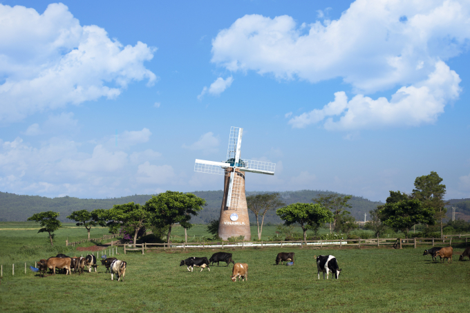 Bò sữa organic được chăn thả tự nhiên trên các đồng cỏ đạt chuẩn hữu cơ châu Âu tại trang trại Vinamilk Organic Đà Lạt. Ảnh: Dũng Thanh.