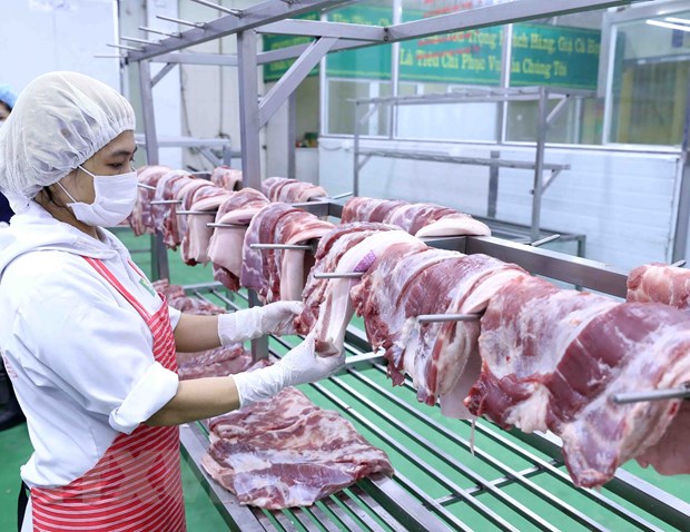 Những con lợn được chăn nuôi theo quy trình công nghiệp gần như không nhiễm sán lợn.