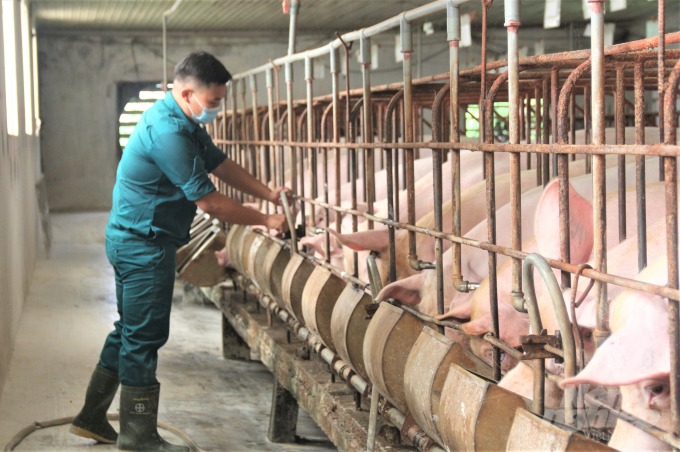 An toàn sinh học đang là yêu cầu cấp thiết cho chăn nuôi của Nam Định. Ảnh: Phạm Hiếu.