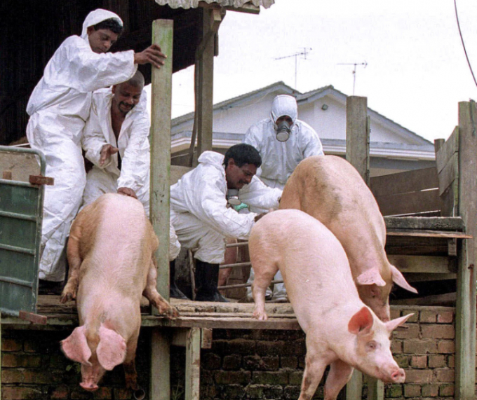 Virus Nipah (NiV) gây các triệu chứng thần kinh và hô hấp ở lợn, được phát hiện lần đầu năm 1998 tại Malaysia. Tuy nhiên, kể từ năm 1999 đến nay, Malaysia không ghi nhận ổ dịch Nipah nào. Ảnh: ST.