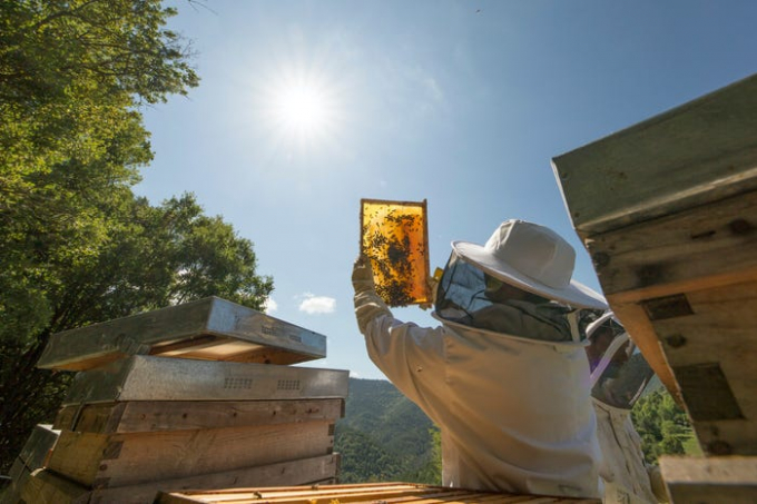 Vấn nạn mật ong giả, pha tạp khiến nhiều người nuôi ong chân chính tại EU phải bỏ nghề. Ảnh: Insider