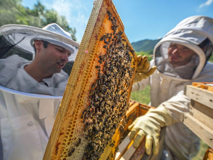 Mật ong là loại thực phẩm bị làm giả nhiều thứ ba thế giới, sau sữa và dầu ô liu. Ảnh: Insider