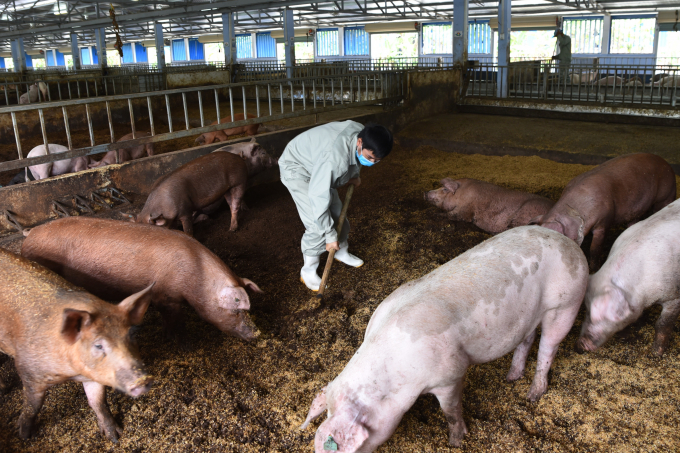 Chế phẩm sinh học 403 Alfa Lacto xử lý mùi hôi của phân lợn từ bên trong cơ thể vật nuôi, xử lý đệm lót sinh học đảm bảo môi trường và trở thành nguồn phân bón hữu cơ phục vụ sản xuất. Ảnh: Hoàng Anh.