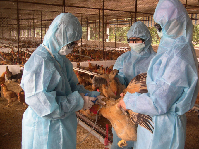Việc kiểm soát tốt các loại dịch bệnh động vật trên cạn đã tạo thuận lợi cho chăn nuôi phát triển. Ảnh: TL.