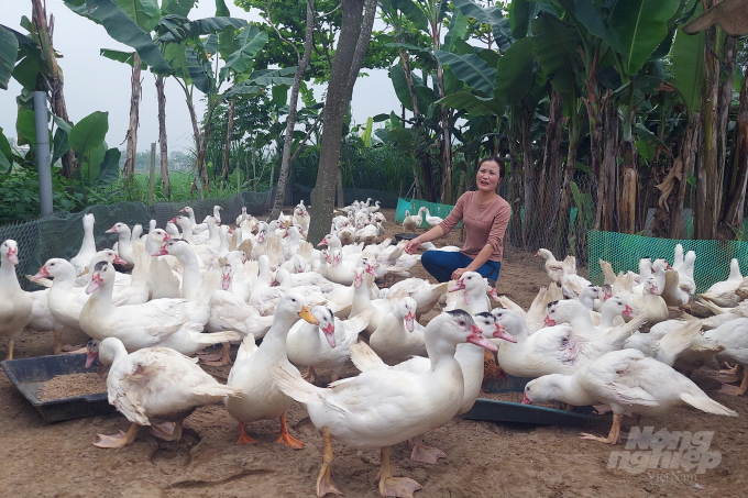 Bà Nguyễn Thị Hương chia sẻ những khó khăn trong chăn nuôi do tình hình dịch bệnh trên đàn vật nuôi. Ảnh: Võ Dũng.