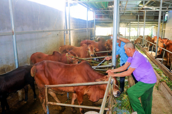 Đàn bò nhà anh Thuận tuân thủ nghiêm ngặt tiêm vacxin phòng chống dịch bệnh theo khuyến cáo của cán bộ thú y cơi sở. Ảnh: Kim Sơ.
