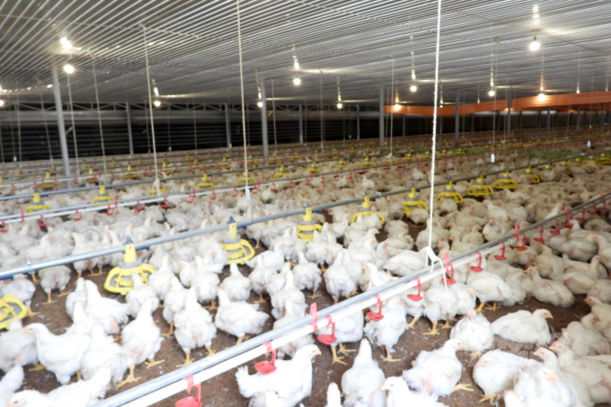 Một trang trại nuôi gà công nghiệp quy mô lớn ở Tây Ninh. Ảnh: Trần Trung.