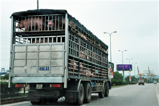 Nóng: Bộ NNPTNT yêu cầu tăng cường chỉ đạo ngăn chặn, xử lý các trường hợp vận chuyển lợn qua biên giới